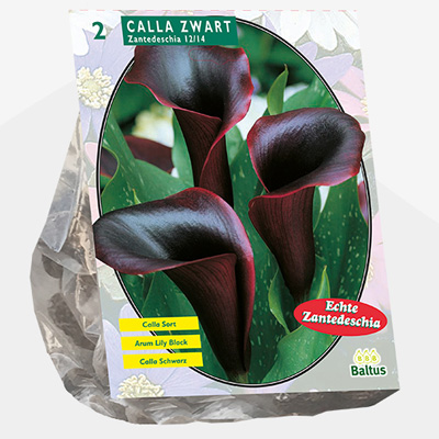 aronskelk (Calla-Zantedeschia-Black-per-2)