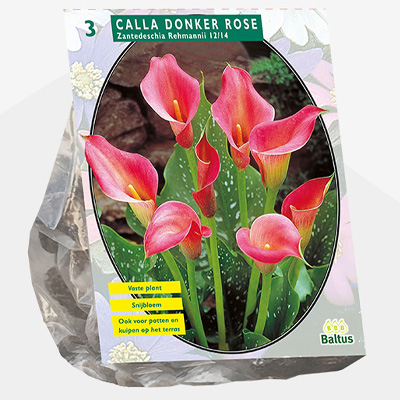 aronskelk (Calla-Zantedeschia-Donkerroze-per-3)