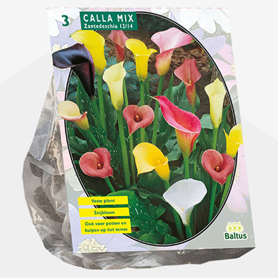 aronskelk (Calla-Zantedeschia-Gemengd-per-3)