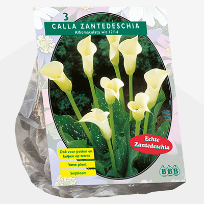 aronskelk (Calla-Zantedeschia,-Wit-per-3)