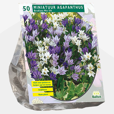 berg lelie (Brodiaea-Mix-per-50)