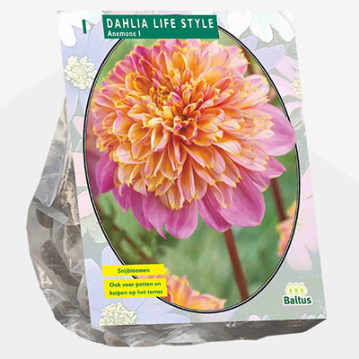 dahlia (Dahlia-Anemone-Lifestyle-per-1)