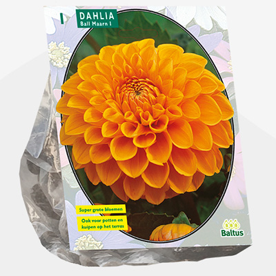 dahlia (Dahlia-Ball-Maarn-per-1)