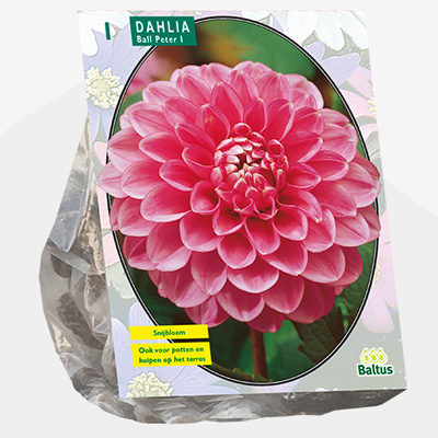 dahlia (Dahlia-Ball-Peter-per-1)