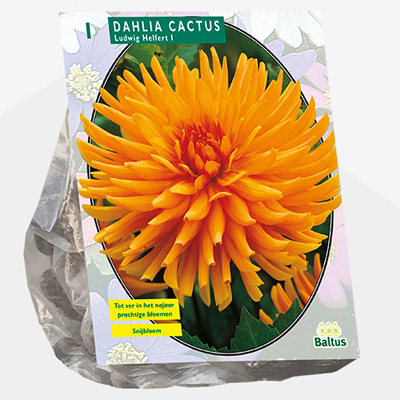 dahlia (Dahlia-Cactus-Ludwig-Helfert-per-1)