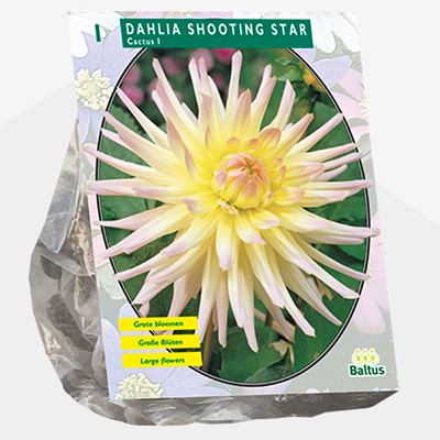 dahlia (Dahlia-Cactus-Shooting-Star-per-1)