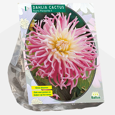 dahlia (Dahlia-Cactus-Stars-Favourite-per-1)