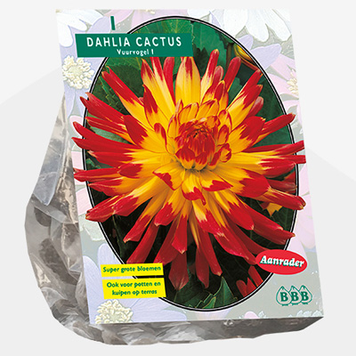 dahlia (Dahlia-Cactus-Vuurvogel-per-1)