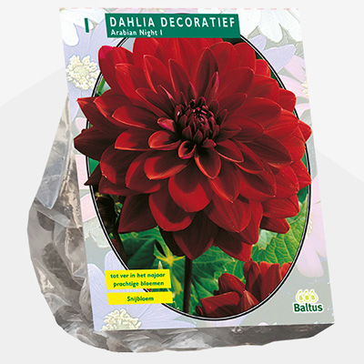 dahlia (Dahlia-Decoratief-Arabian-Night-per-1)