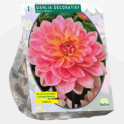 dahlia (Dahlia-Decoratief-Gerry-Hoek-per-1)