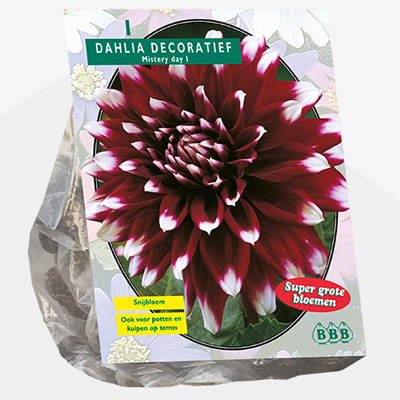 dahlia (Dahlia-Decoratief-Mistery-Day-per-1)