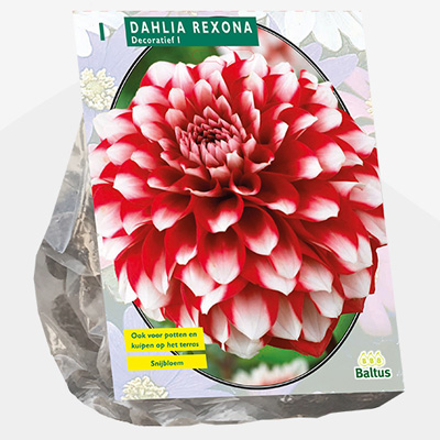 dahlia (Dahlia-Decoratief-Rexona-per-1)