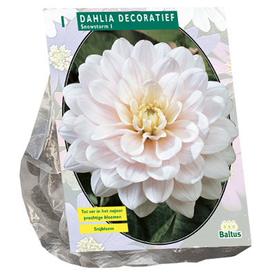 dahlia (Dahlia-Decoratief-Snowstorm-per-1)