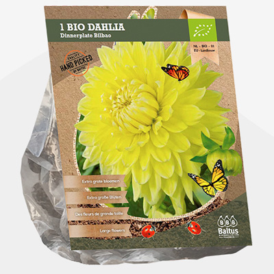 dahlia (Dahlia-Dinnerplate-Bilbao-Bio-per-1)