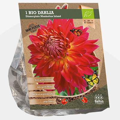 dahlia (Dahlia-Dinnerplate-Manhattan-Island-Bio-per-1)