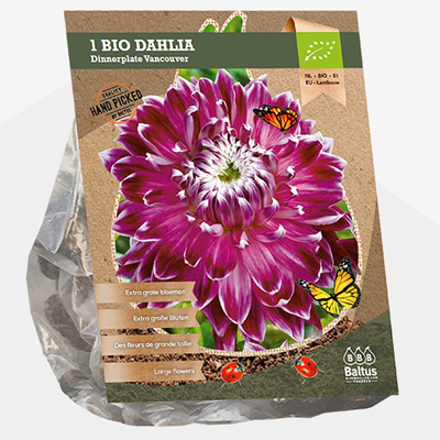 dahlia (Dahlia-Dinnerplate-Vancouver-Bio-per-1)