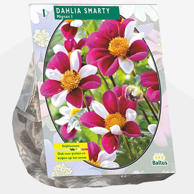 dahlia (Dahlia-Mignon-Smarty-per-1)