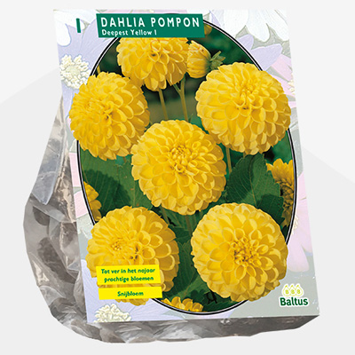 dahlia (Dahlia-Pompon-Deepest-Yellow-per-1)