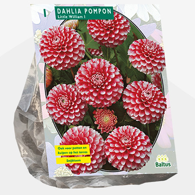 dahlia (Dahlia-Pompon-Little-William-per-1)