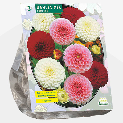 dahlia (Dahlia-Pompon-Mix-per-3)