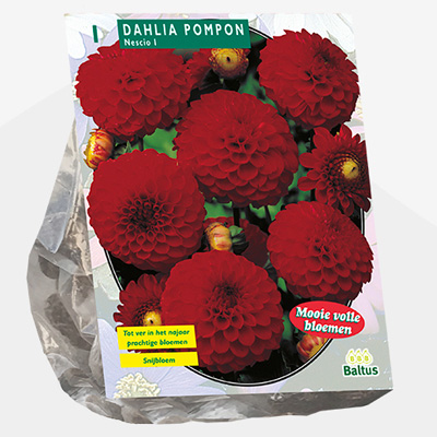 dahlia (Dahlia-Pompon-Nescio-per-1)