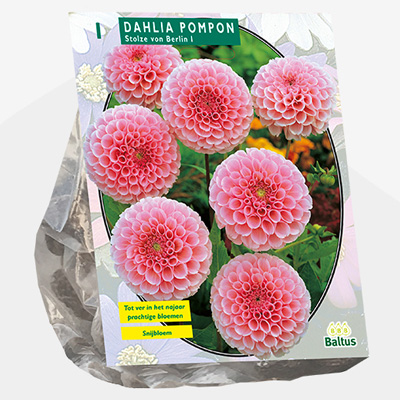 dahlia (Dahlia-Pompon-Stolze-von-Berlin-per-1)