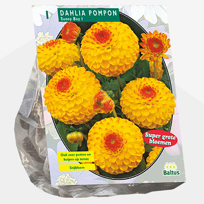 dahlia (Dahlia-Pompon-Sunny-Boy-per-1)