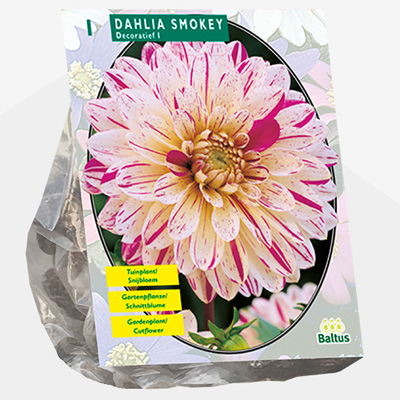 dahlia (Dahlia-Smokey-per-1)