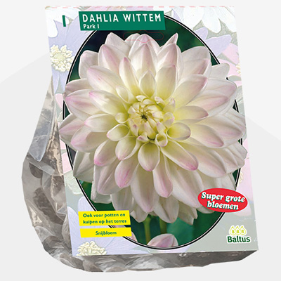 dahlia (Dahlia-Wittem-per-1)