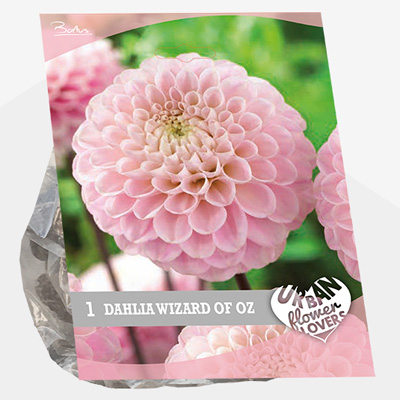 dahlia Urban-Flowers-Selectie-(Dahlia-Wizard-of-Oz-per-1)