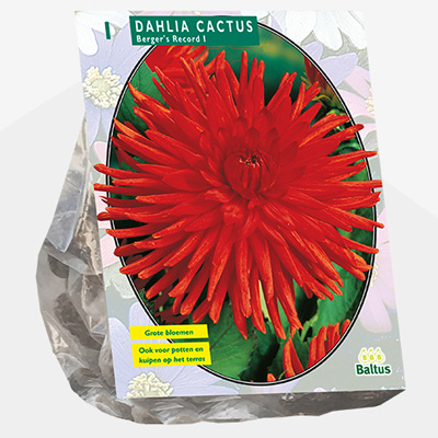 dahlia (Dahlia-Cactus-Bergers-Record-per-1)