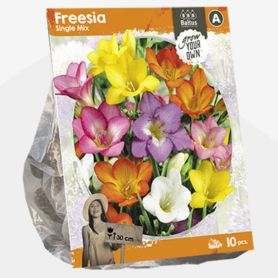 fresia (Freesia-Single-Mix-SP-per-10)