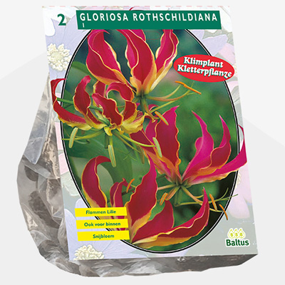 klimmende lelie (Gloriosa-Rothschildiana-per-2)