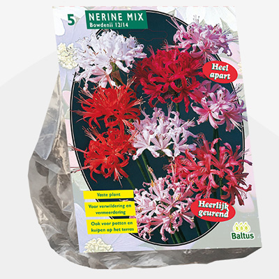 kliplelie (Nerine-Bowdenii-Mix-per-5)