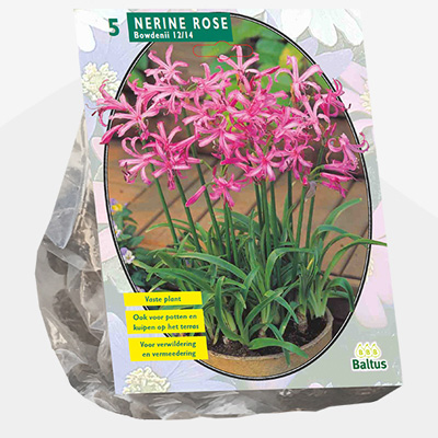 kliplelie (Nerine-Bowdenii-Roze-per-5)