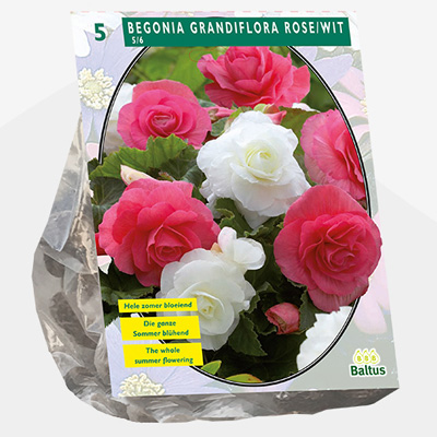 knolbegonia (Begonia-Dubbel-Duo-Roze Wit-per-5)