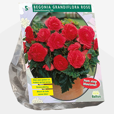 knolbegonia (Begonia-Dubbel-Roze-per-5)