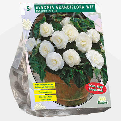 knolbegonia (Begonia-Dubbel-Wit-per-5)