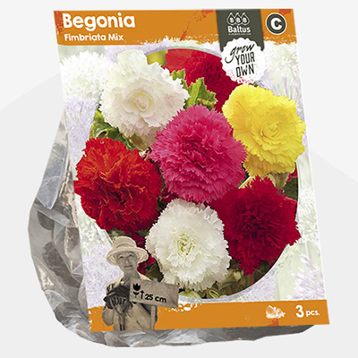 knolbegonia (Begonia-Fimbriata-Mix-SP-per-3)