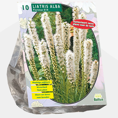 lampenpoetser (Liatris-Floristan-Wit-per-10)