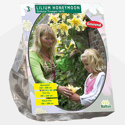 lelie (Lilium-Honeymoon-Boomlelie-per-3)