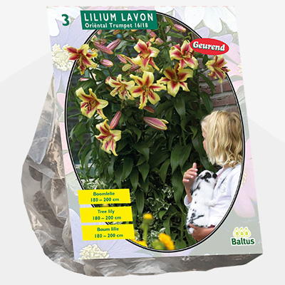 lelie (Lilium-Lavon-Boomlelie-per-3)