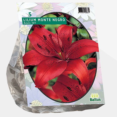 lelie (Lilium-Monte-Negro-per-5)