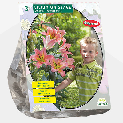 lelie (Lilium-On-Stage-Boomlelie-per-3)