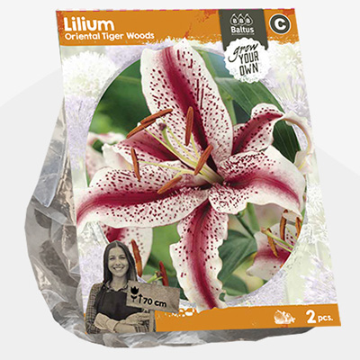 lelie (Lilium-Oriental-Tiger-Woods-SP-per-2)