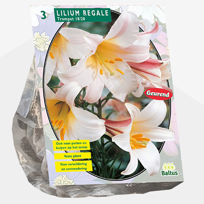 lelie (Lilium-Regale-per-3)