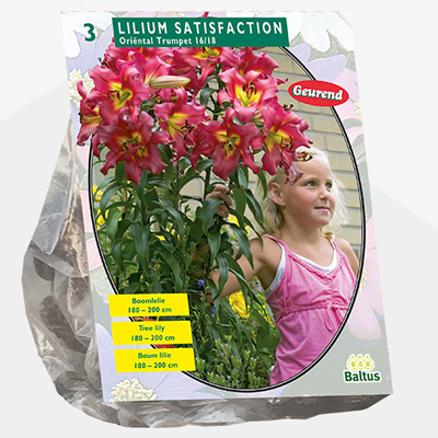 lelie (Lilium-Satisfaction-Boomlelie-per-3)