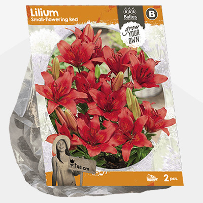 lelie (Lilium-Small-flowering-Red-SP-per-2)