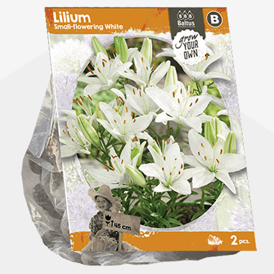 lelie (Lilium-Small-flowering-White-SP-per-2)