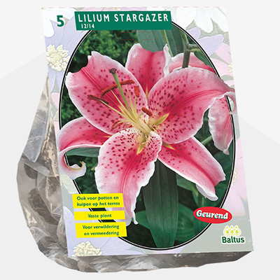 lelie (Lilium-Stargazer-per-5)